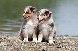 BERGER AUSTRALIEN PUPPIES 108